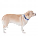 10in - 16in Adjustable Collar Blue, 10 - 45 lbs Dog By Majestic Pet Products