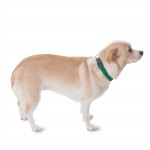 10in - 16in Adjustable Collar Green, 10 - 45 lbs Dog By Majestic Pet Products